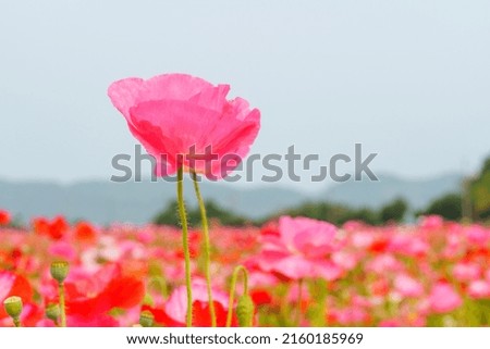 Pictures of a field of poppies in pink.