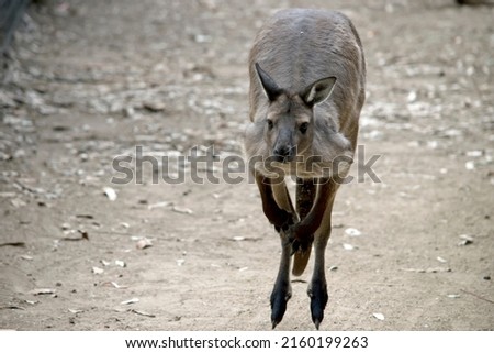 this western grey kangaroo is hopping in a field