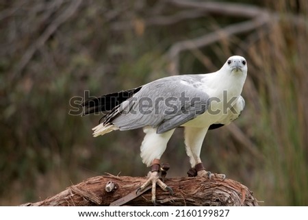 The white-bellied sea eagle also known as the white-breasted sea eagle. The sea eagle has a white body and grey wings