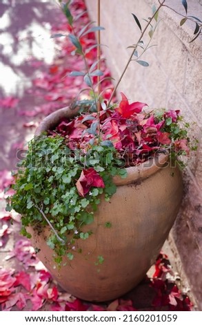 Large brown ceramic garden pot with green plants and red autumn maple leaves against a brick wall, bright autumn colours