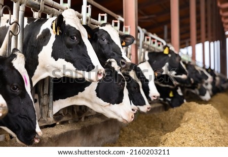 Closeup of black and white Holstein dairy cows eating hay peeking through stall fence on livestock farm..