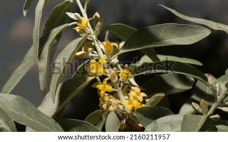 Elaeagnus commutata, the silverberry or wolf-willow, is a species of Elaeagnus. Spring flowering of the bush. Yellow flowers on the plant.