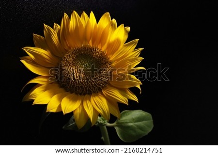 Sunflower Isolated Photo on Dark Background
