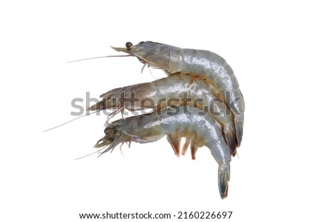 one fresh shrimp on a white background