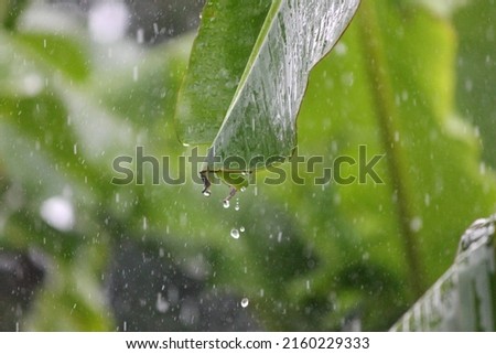 a photo of rain water, some of which appear grainy after hitting a banana leaf with sports mode to capture it with natural light and focus of choice