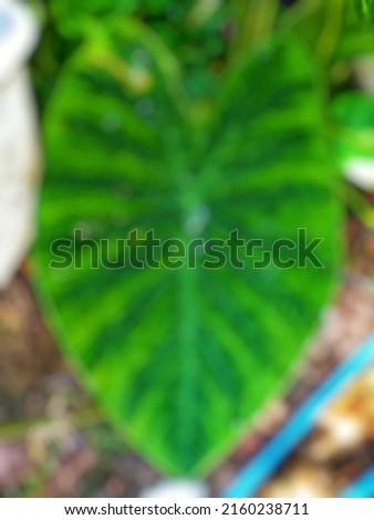 defocused abstract background of the taro plants
