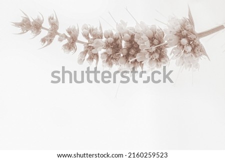 Peppermint blooming flower  with little white buds and leaves in upper side of picture isolated on light background in retro vintage style