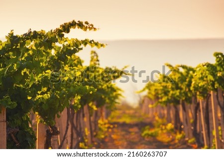 Young green vineyards in the mountains at sunset. Summer nature background. Selective focus.  Royalty-Free Stock Photo #2160263707