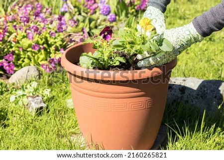Women's hands in woven gloves are planting seedlings of pansies or violas in a large plastic planter in a garden plot.