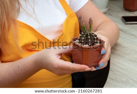 Female hands hold a pot with a cactus gymnocalycium friedrichii. Selective focus. Picture for articles about hobbies, plants.
