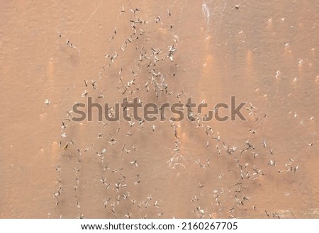 Mosquitoes caught in a spiders web, selective focus