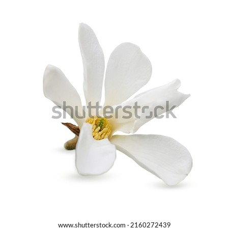 Beautiful magnolia flower isolated on white
