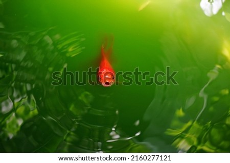 Goldfish share the felicitous name of gold or prosperous. Goldfish in green water background, make the fish outstanding. 
