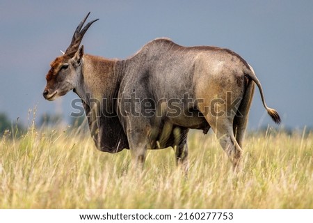 Image of an Eland antelope, RSA Royalty-Free Stock Photo #2160277753