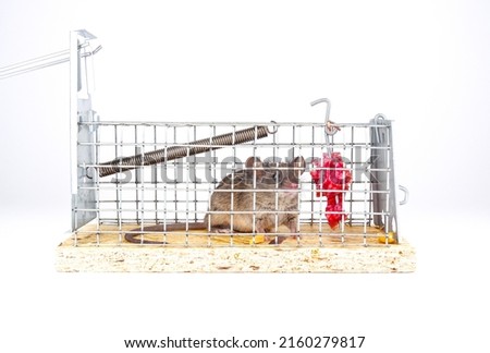 House mouse caught in live capture mouse trap. A cute little rodent in a live cage on a white background. Human ways to catch a mouse in box trap. Royalty-Free Stock Photo #2160279817