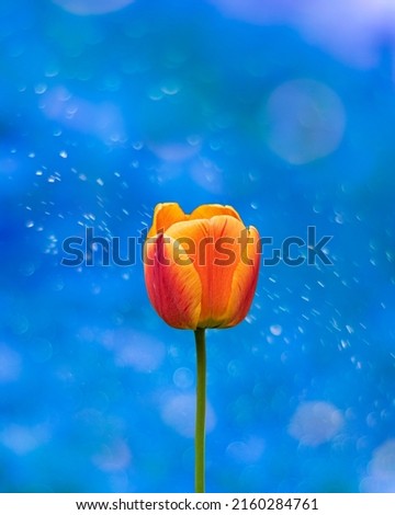 Tulip flower photo with editing