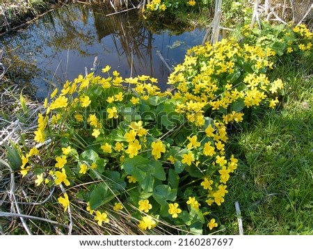 Caltha palustris (common name Marsh Marigold) blooms  near a pond in the garden in May. Royalty-Free Stock Photo #2160287697