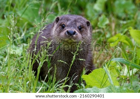 Eurasian Otter (Lutra lutra) 6 month old female cub amongst vegetation.