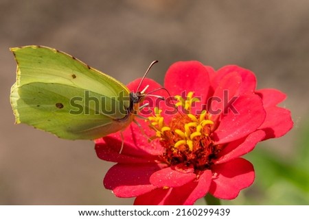 Butterfly on pink Zinnia flower with light colorful blurred bokeh background. Lemon butterfly in detail. animal themes
