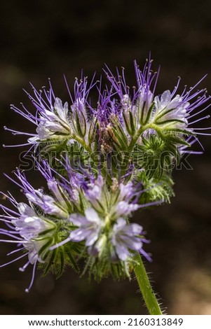 phacelia, when it starts to grow it looks a bit like weeds, but when it blooms it produces beautiful flowers that attract a lot of insects