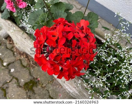 A beautiful red coloured flowering plant