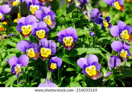 Beautiful tiny tricolored violas ( Heartsease or Johnny Jump Ups)  Royalty-Free Stock Photo #216033169