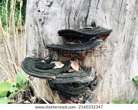 Photo of mushrooms growing on wood.