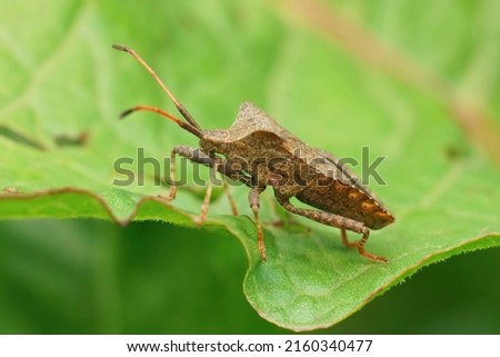 Lateral closeup on the common, herbivorous dock bug, Coreus marginatus, sitting on it's host plant Sorrel, Rumex acetosa