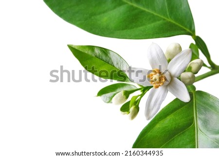 Orange blossom branch with white flowers, buds and leaves closeup isolated on white. Neroli citrus bloom. Royalty-Free Stock Photo #2160344935
