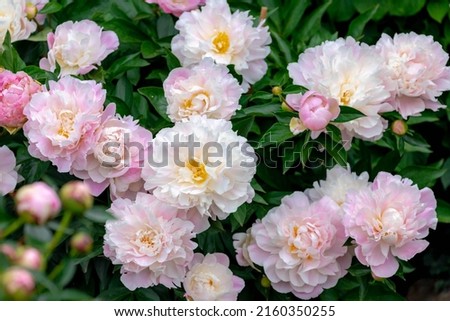 Selective focus of white pink flower Paeonia officinalis or common peony blooming in garden, Boerenpioen flowers is a species of flowering plant in the family Paeoniaceae, Natural floral background.