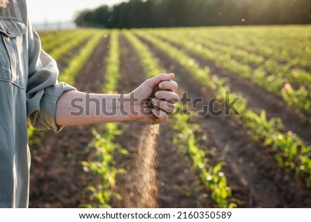 Drought in agricultural field. Farmer holding dry soil in hand and control quality of fertility at arid climate. Impact of climate change on agriculture Royalty-Free Stock Photo #2160350589