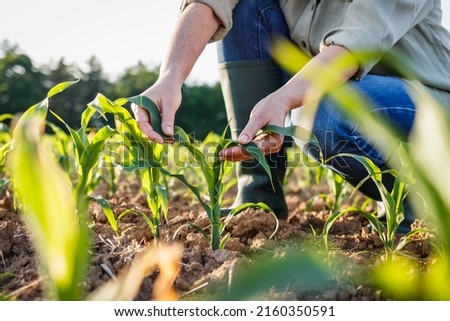 Farmer examining corn plant in field. Agricultural activity at cultivated land. Woman agronomist inspecting maize seedling Royalty-Free Stock Photo #2160350591