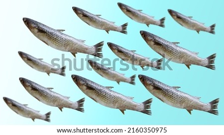Several Black sea Mullet fish on a bright blue background with a gradient. Selective focus. Blurred background.