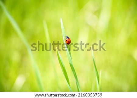 Red Ladybug on green grass closeup. Nature Spring Background, soft focus. Beautiful Spring bright natural Wallpaper. Ecology concept