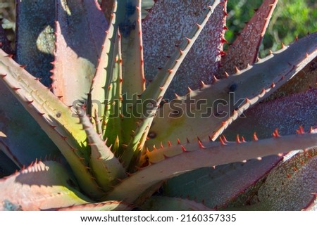 Aloe plant with pink and green