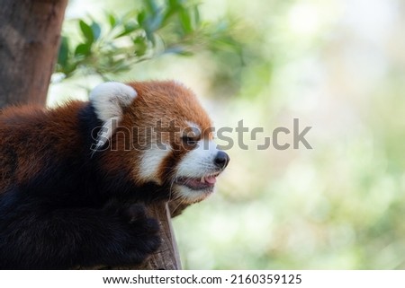 Red panda relaxing on a tree