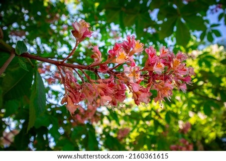 Pink horse chestnut, close-up inflorescence. High quality photo