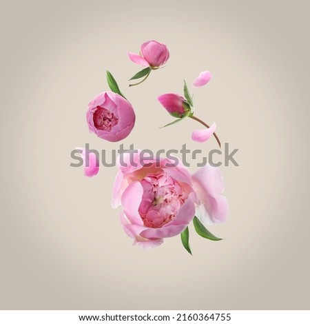 Beautiful pink peony flowers flying on light background Royalty-Free Stock Photo #2160364755