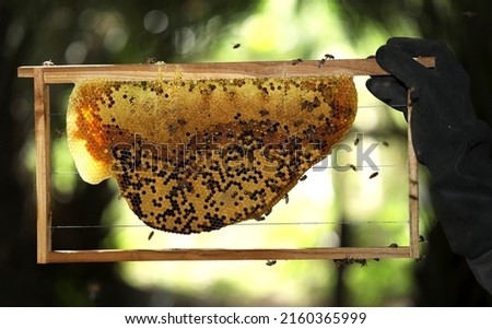 honeycomb and bee in black gloved hands, beekeeping concept