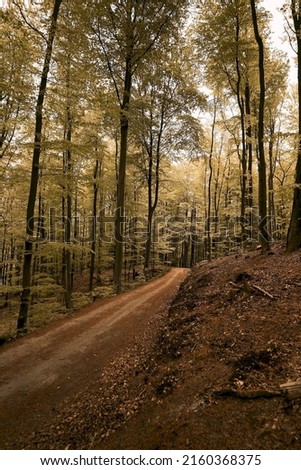 Empty road in woods in autumn. Macro photo of an empty pathway in the forest. Indian summer in the forest.