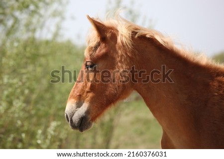 Portrait of a brown horse in the countryside in summer
