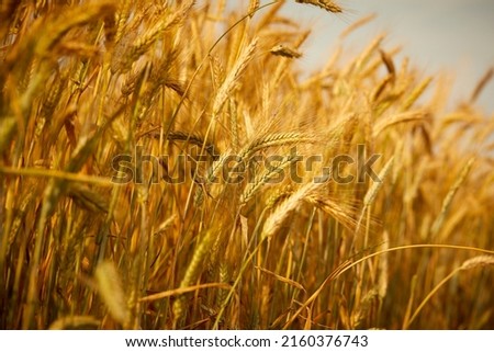 Wheat field. Ears of golden wheat.