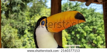 the toucan with its beautiful colors and its huge beak