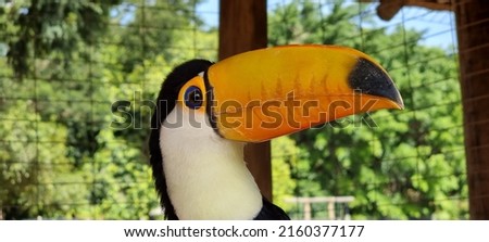 the toucan with its beautiful colors and its huge beak