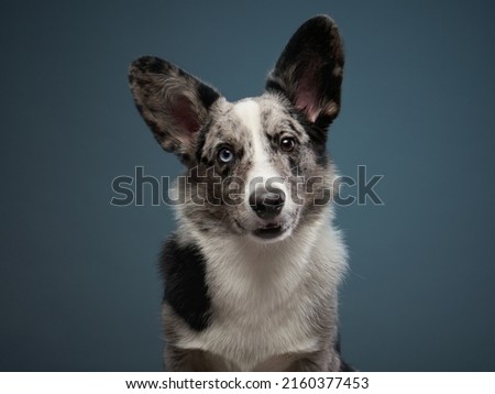 marble welsh corgi cardigan on a dark blue background. Spotted Pet