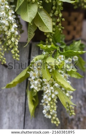 Blossoming bird cherry in a basket. soft focus. Spring flowers.