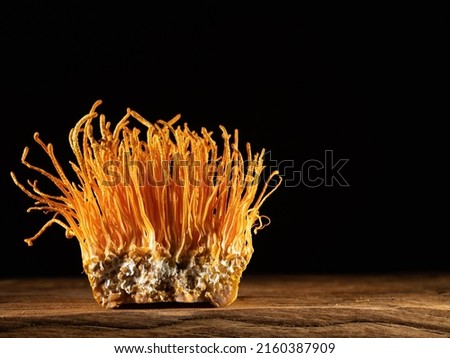 Cordyceps militaris mushrooms, mushrooms on a black background	