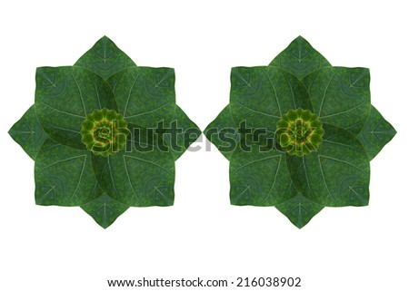 Idea form leaf.(Flower concept) 