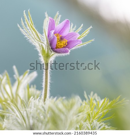 Spring purple colorful flower in the meadow Large-flowered Passerine - Pulsatilla vulgaris. Purple flower in macro photo detail. Royalty-Free Stock Photo #2160389435