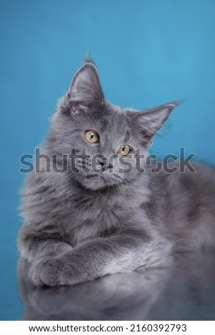 Maine Coon Kitten on a blue background. cat portrait in photo studio